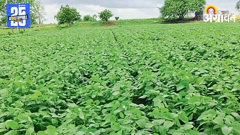 Soybean Sowing