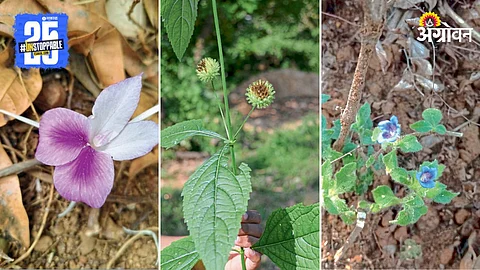 Rare Plants In Sindhudurg
