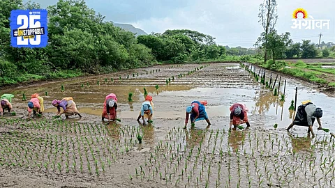 Paddy Farming