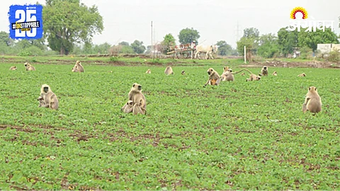 Wildlife Crop Damage
