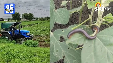 Soybean Crop Loss