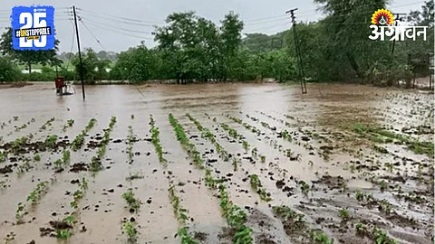 Crop Damage
