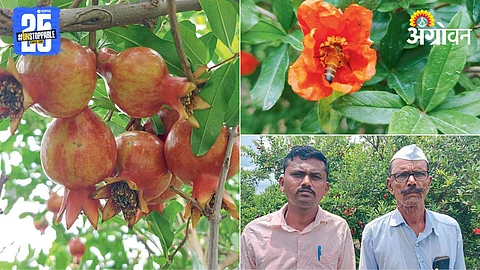 Pomegranate Farming