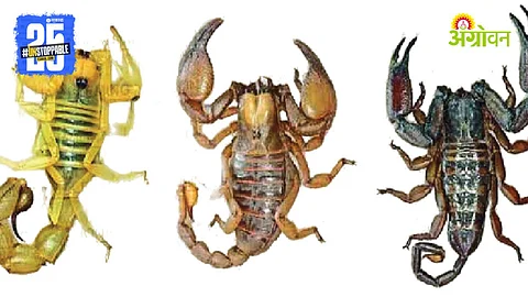 Scorpion