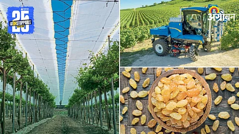 Grape Farming