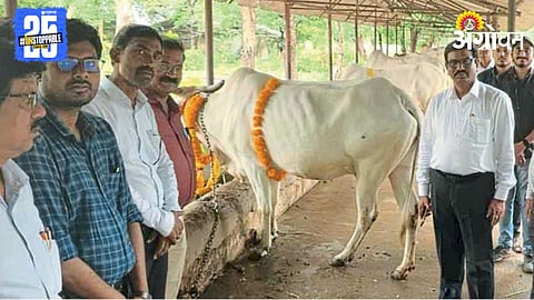 Cow Conservation