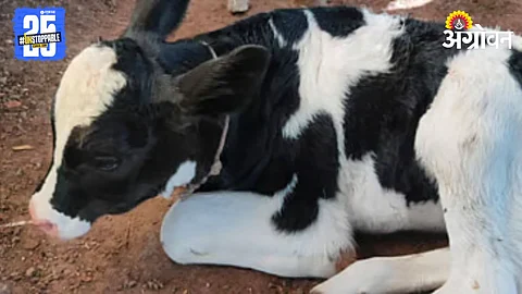 Hybrid Calves