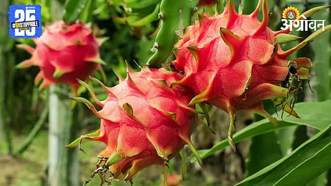 Dragon Fruit