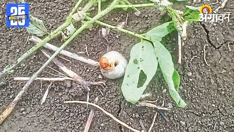 Humani Pest