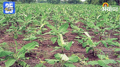 Banana Plantation