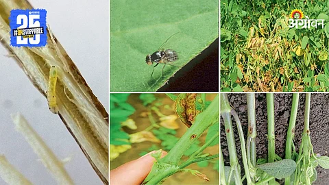 Soybean Pest