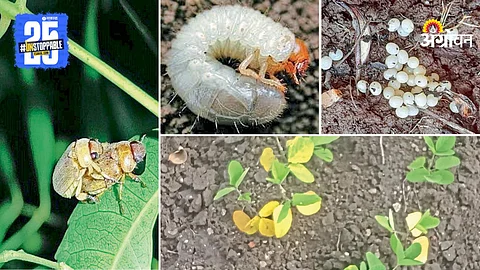 Humani Pest Control