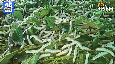 Silk Farming
