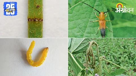 Soybean Pest