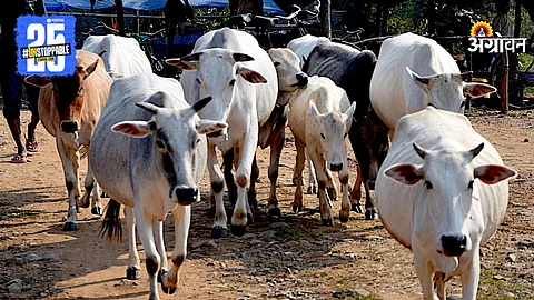 Cows