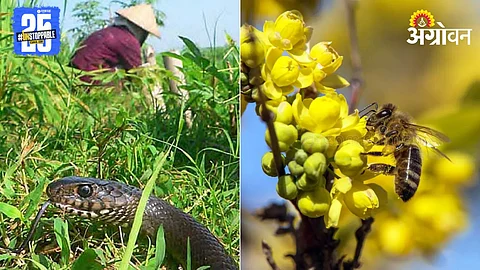 Snake Honey Bee Conservation