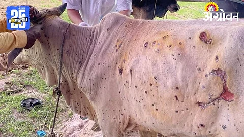 Lumpi Disease in Cows