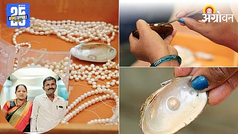 Pearl Farming
