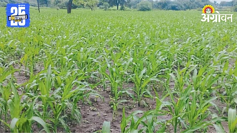 Kharif Sowing