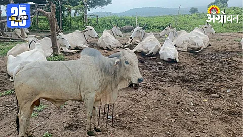 Mathura Lbhan Cattle Breed