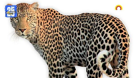 Leopard In Solapur
