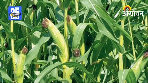 Maize Cultivation