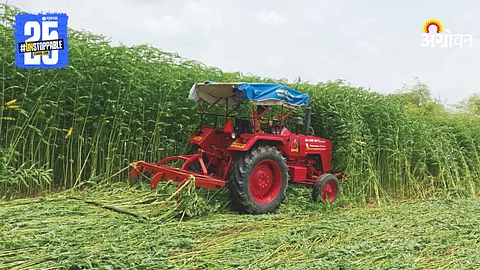Green Manure
