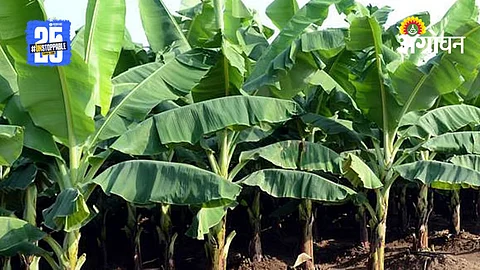 Banana Crop Insurance