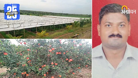 Pomegranate Farming
