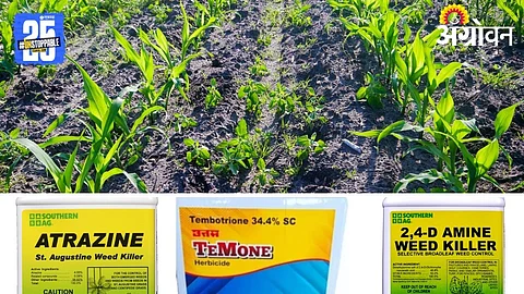 Maize Weed Control