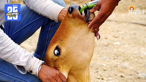 lumpy vaccination drive