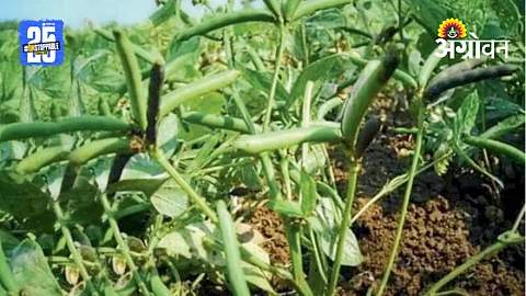 Urad Sowing