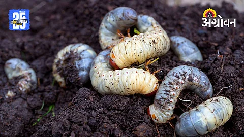 Root Grub Infestation