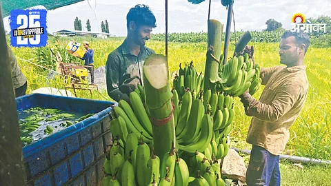 Banana Farm