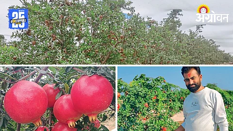 Pomegranate Farming