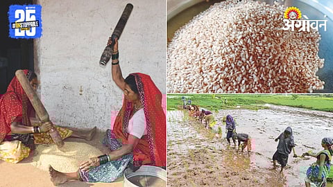 Paddy Farming