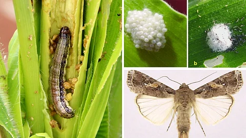 Army worm in Maize