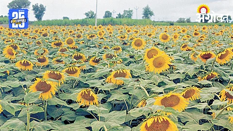 Sunflower Farming