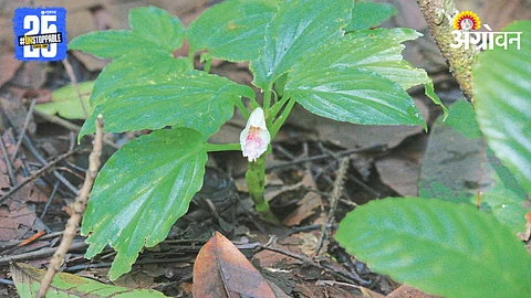 Kachur Rare Plant