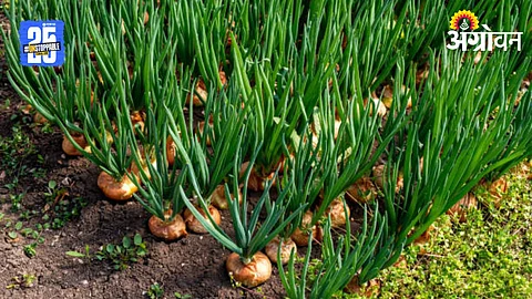 Onion Farmers