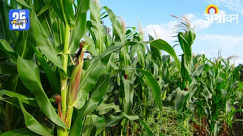 Maize Cultivation
