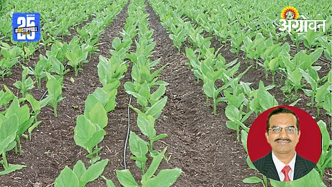 Turmeric Farming