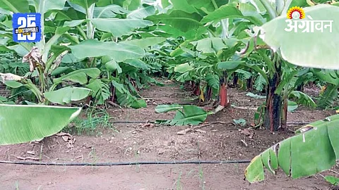 Banana Crop Insurance