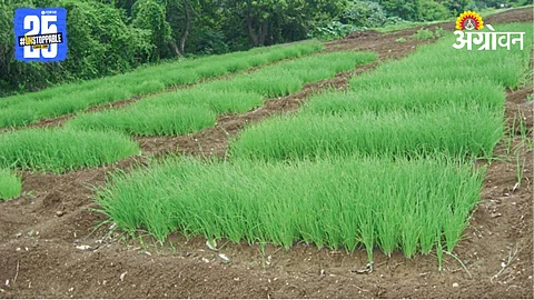 Onion Nursery