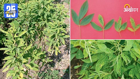 Tur Crop