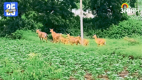 Wildlife Crop Damage