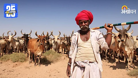 Herdsman
