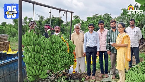 Banana Farming