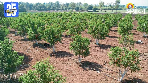 Orchard Farming