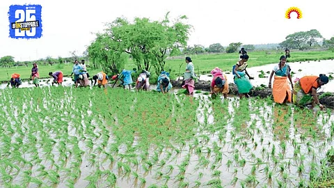 Paddy Farming